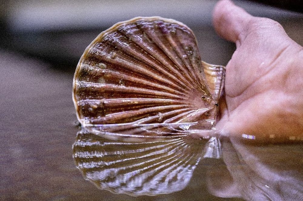 Coquilles Saint-Jacques: l'écloserie qui lutte contre l'épuisement de la ressource