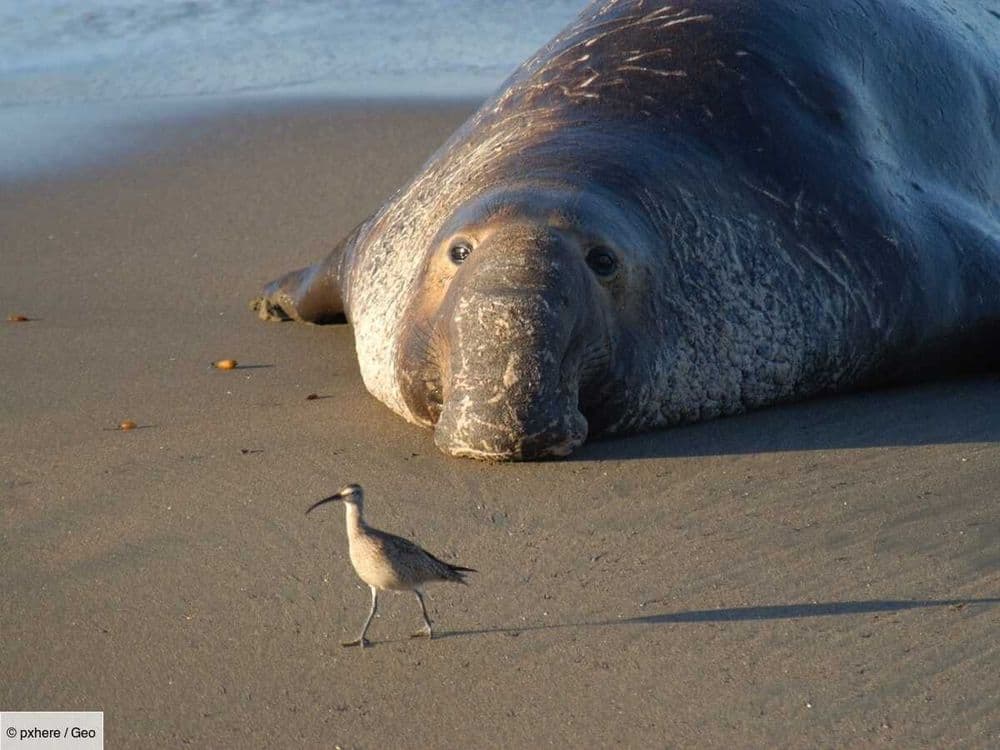 Le chiffre de GEO: 30 mammifères marins victimes d'une neurotoxine mortelle en Californie
