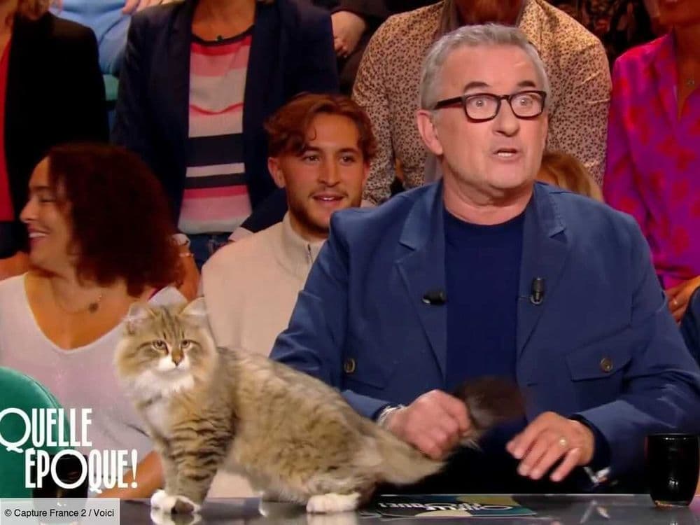 "C'est pas une peluche" : les internautes furieux en découvrant le chat de Christophe Dechavanne dans Quelle Époque ! (ZAPTV)