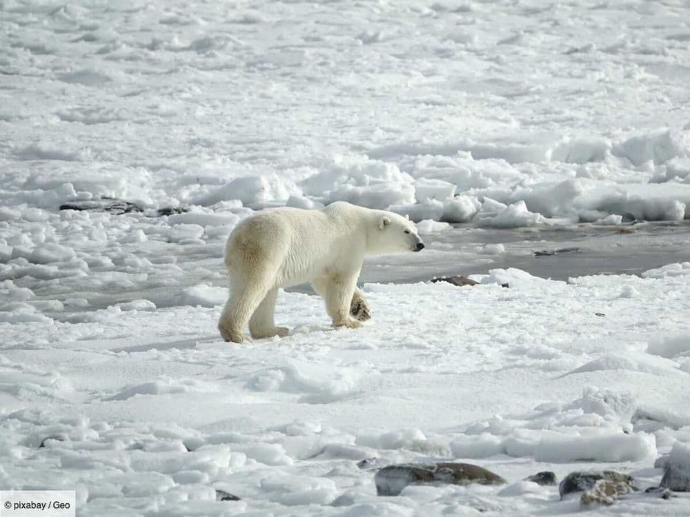Le grolar, un ours hybride rare : une bonne nouvelle pour l'ours blanc