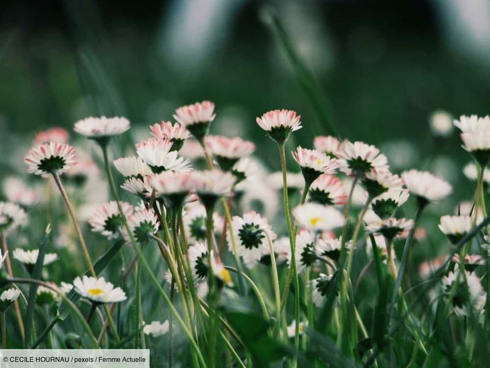 Votre pelouse est envahie de pâquerettes ? Ce n'est pas forcément bon signe, voici ce que leur présence révèle de votre jardin