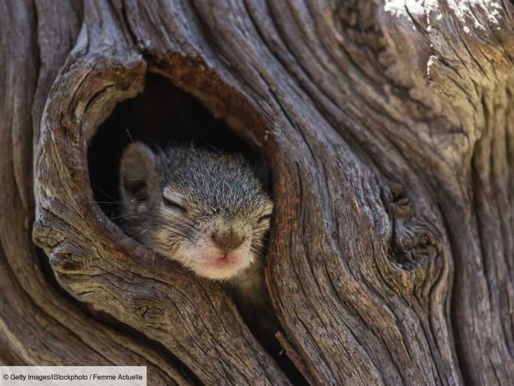 Ecureuils, hérissons, marmottes : ces petits dormeurs ont la bonne technique pour passer l'hiver