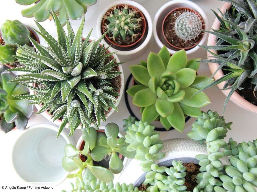 Vous avez rempoté des plantes ? Voici ce que vous pouvez faire de la terre au lieu de la jeter