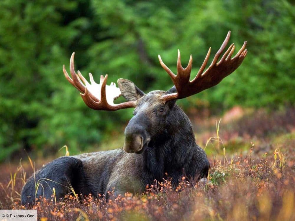 Observer l'orignal dans le parc de la Gaspésie, au Canada