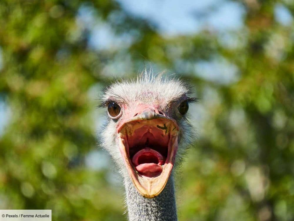 Quiz animaux : êtes-vous incollable sur les espèces animales ? Faites le test !