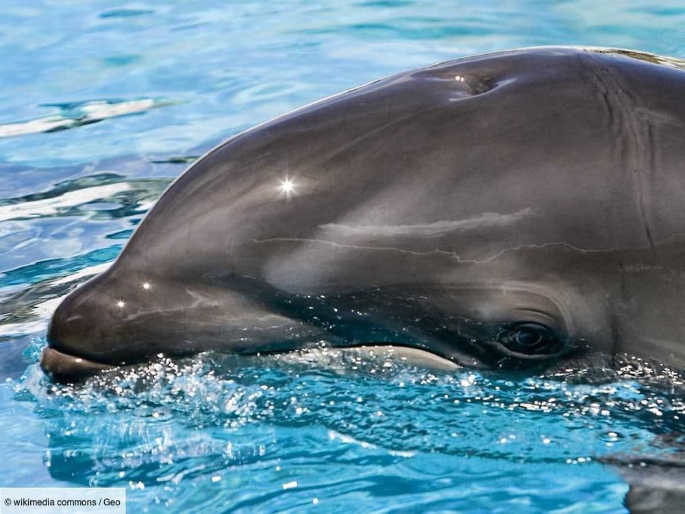 Le wholphin, ce rare animal hybride entre dauphin et fausse orque qui intrigue les scientifiques