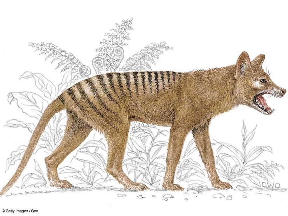 Une découverte macabre pourrait bien ramener à la vie le tigre de Tasmanie