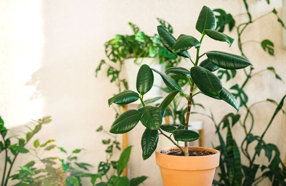 L’arbre à caoutchouc, une plante verte facile à vivre