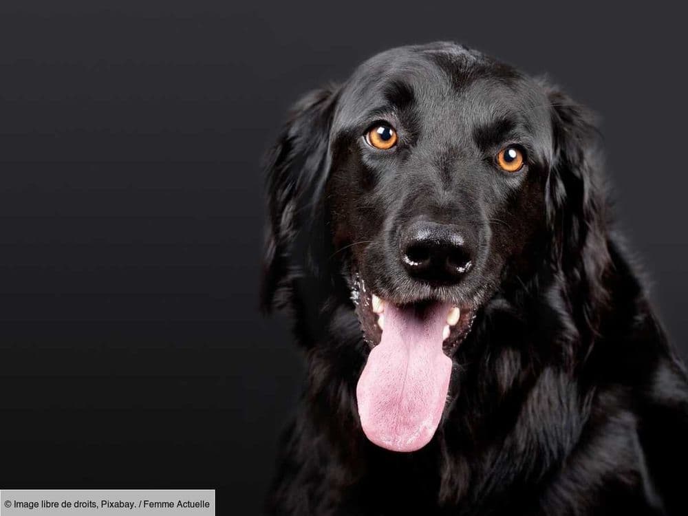 Coup de chaleur chez le chien : les signes qui doivent vous alerter