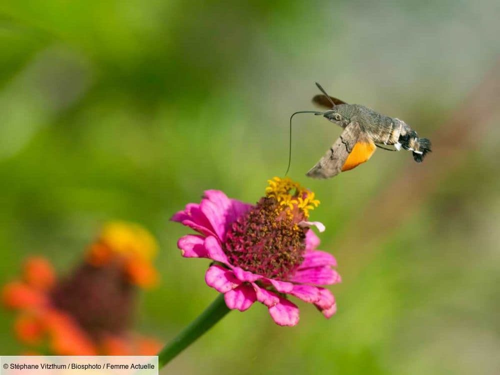 Ces insectes à ne surtout pas chasser, ils sont très utiles au jardin !