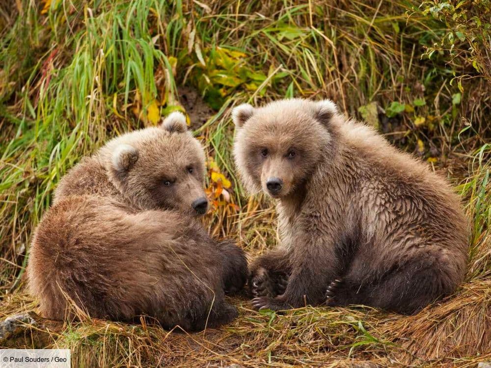 Deux oursons échappés de leur enclos ont dérobés du miel dans un zoo anglais