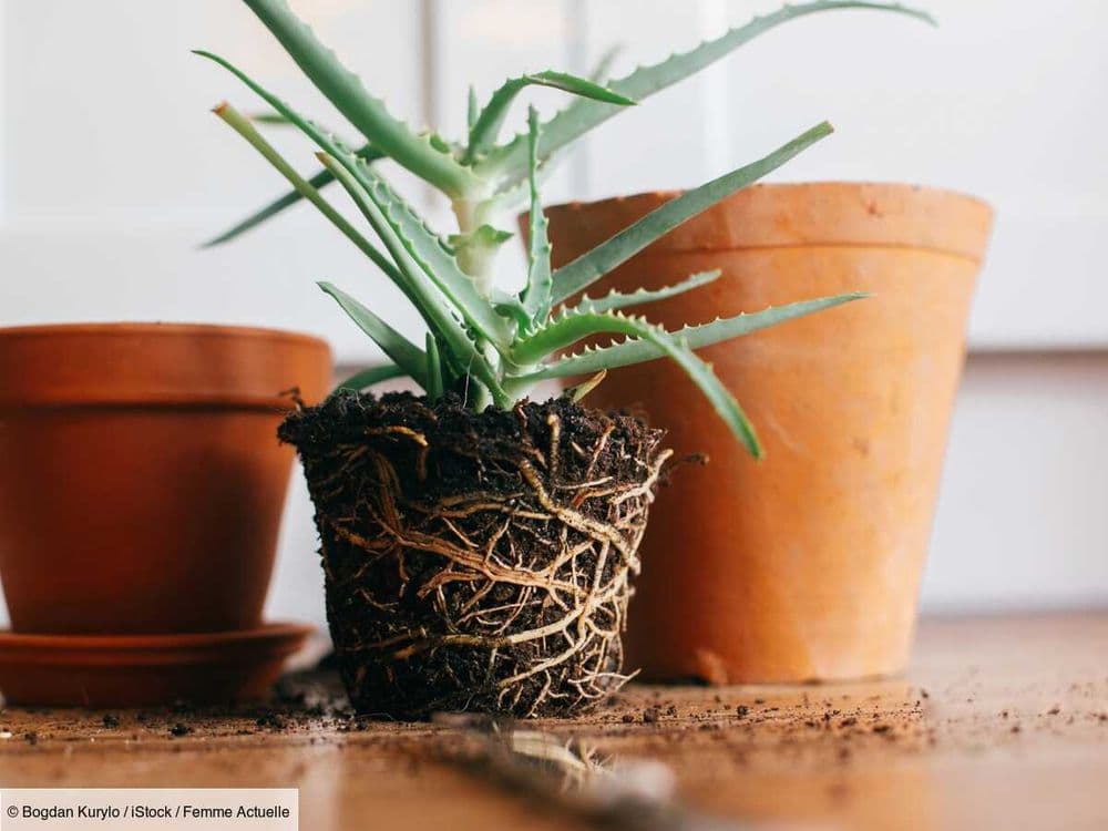 Calcaire, traces noires : comment nettoyer un cache-pot de plante ou un vase ?