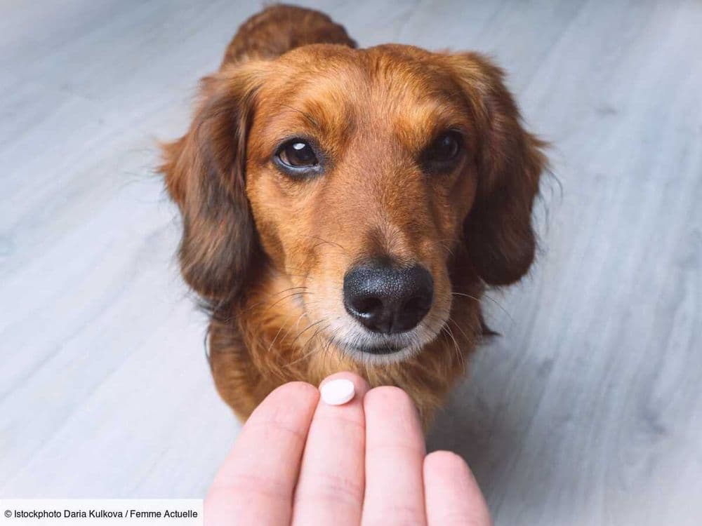 4 conseils d'une vétérinaire pour donner un médicament à son animal