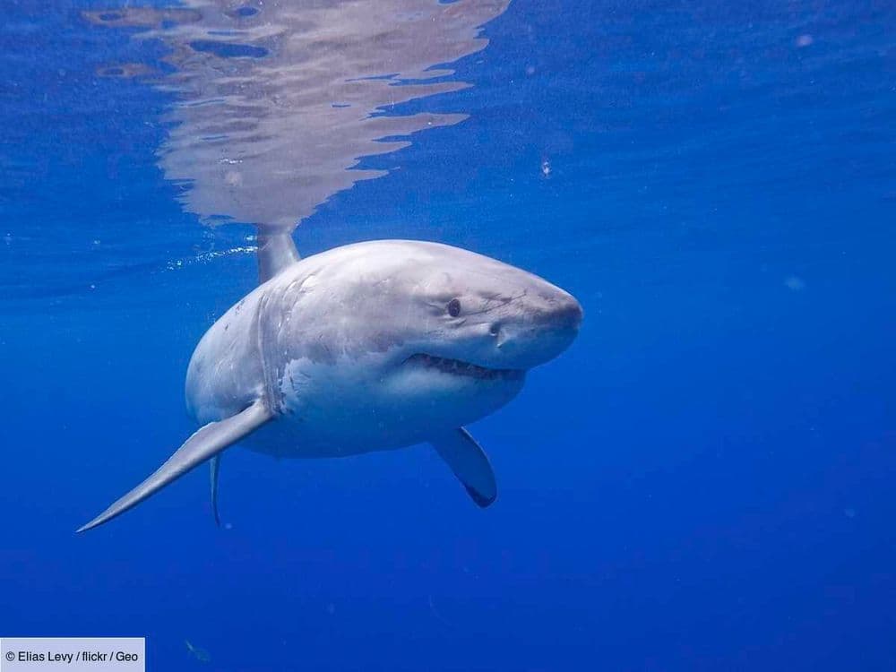 Encore plus redoutable qu'eux, un prédateur terrifiant s'attaque aux grands requins blancs en Australie