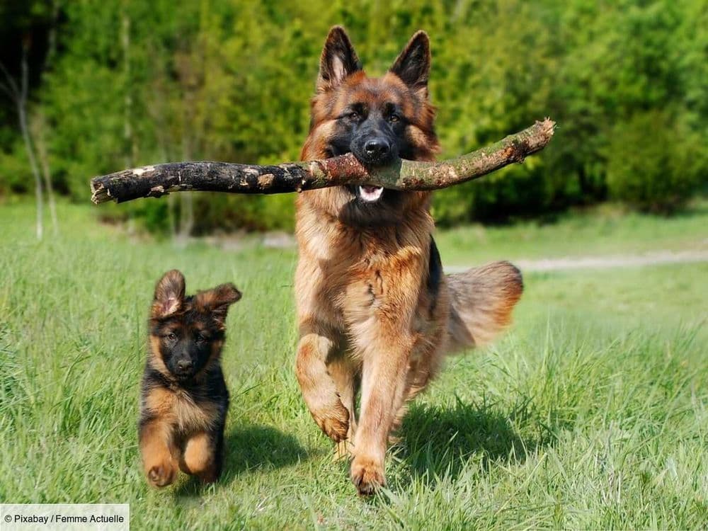 Les vol de chiens explosent : comment s'en prémunir ?
