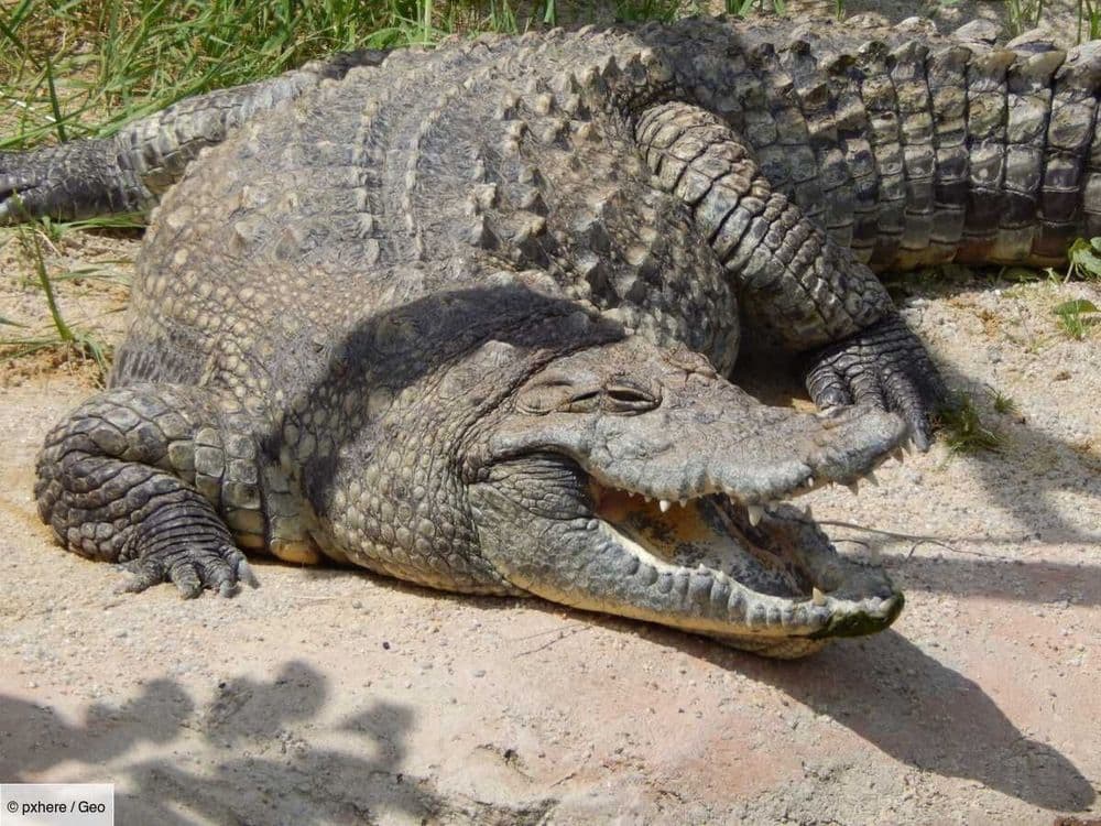 Comment les ancêtres des crocodiles ont survécu à l’astéroïde qui a tué les dinosaures