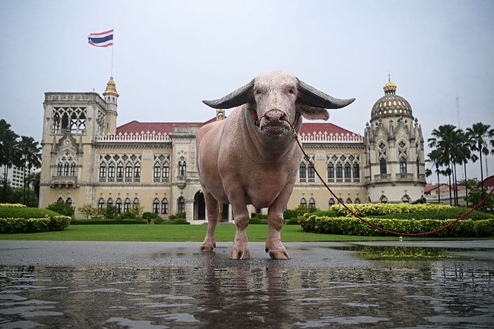 La Thaïlande s'entiche d'un buffle géant à 500.000 dollars