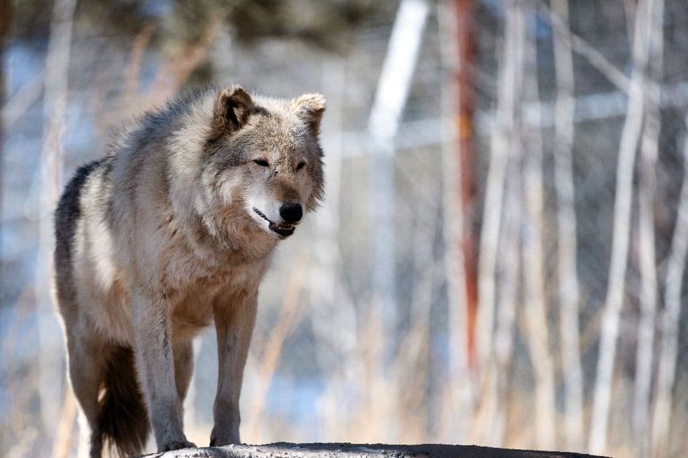 Inde: des villageois abattent le dernier loup d'une meute ayant tué des hommes
