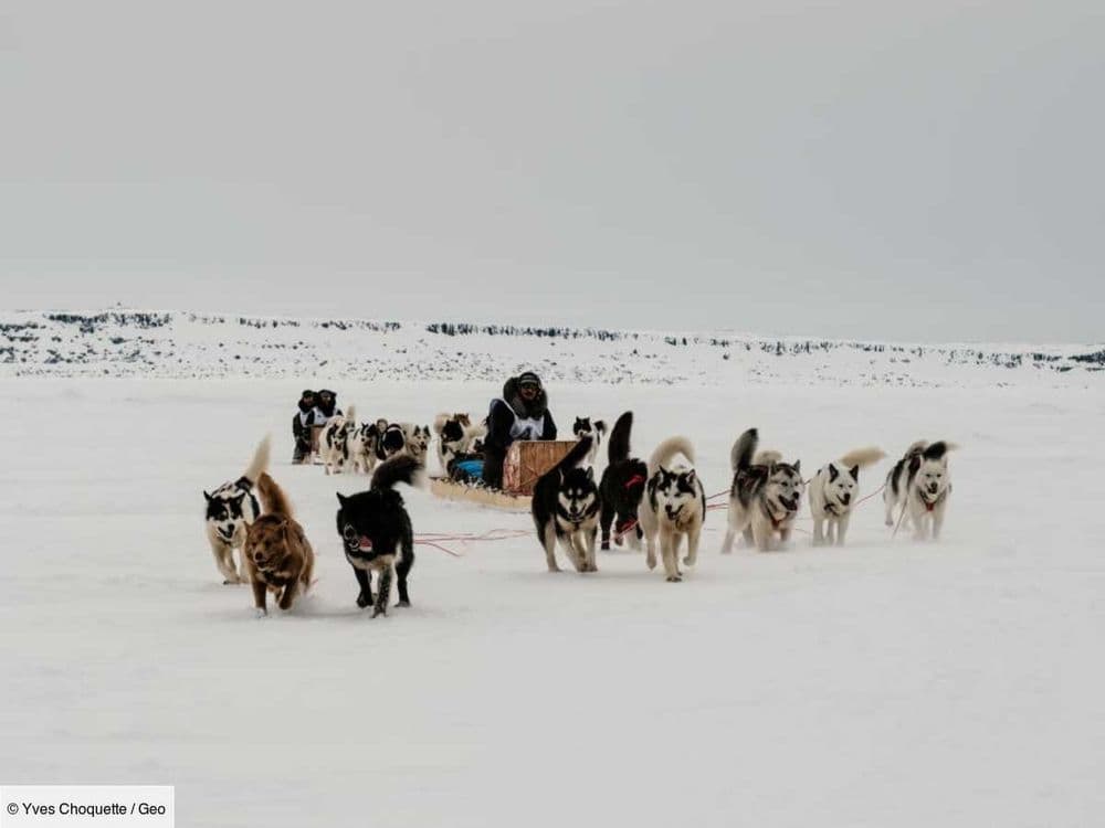 Le Canada s'excuse auprès d'autochtones pour l'abattage "massif" de chiens de traîneau inuits