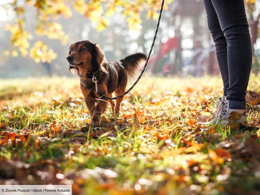 Attention promener votre chien sans laisse en forêt peut désormais vous coûter très (très) cher