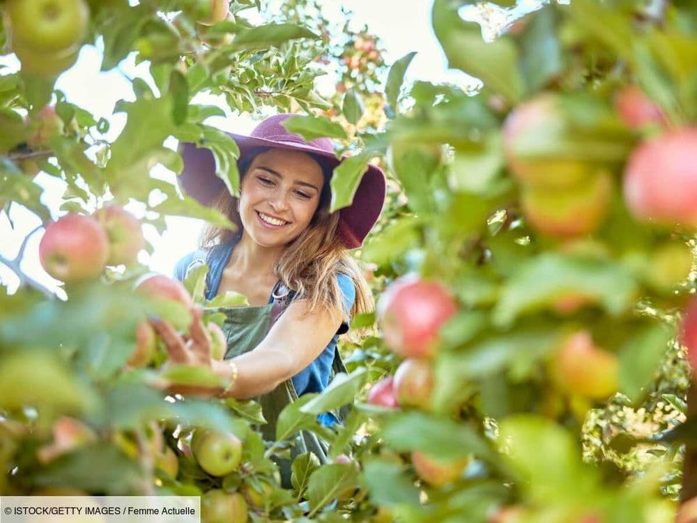 Transit, satiété, microbiote : 6 bienfaits des pommes (et nos recettes saines pour en profiter !)