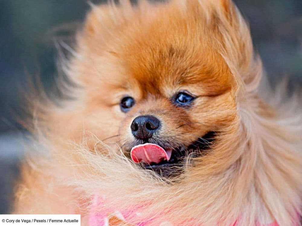 Alceste, Andromaque, Albator… Nos idées de prénoms en “A” pour chats et chiens en 2025