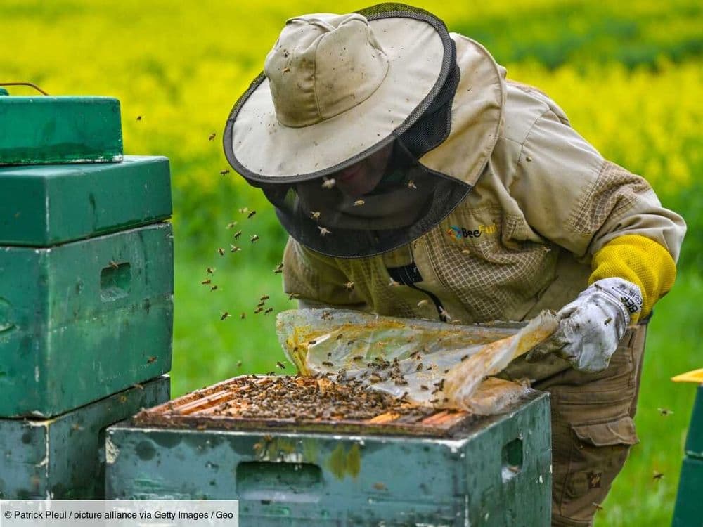 Face au miel frelaté, des apiculteurs et des scientifiques unissent leur force au Royaume-Uni