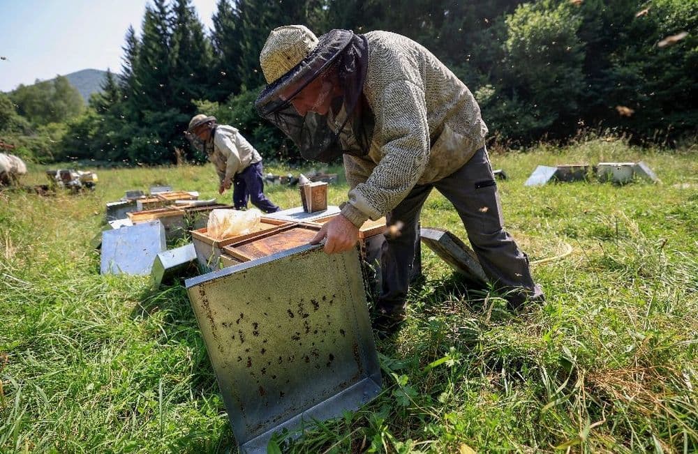 Après le printemps maussade, une "année noire" pour les apiculteurs