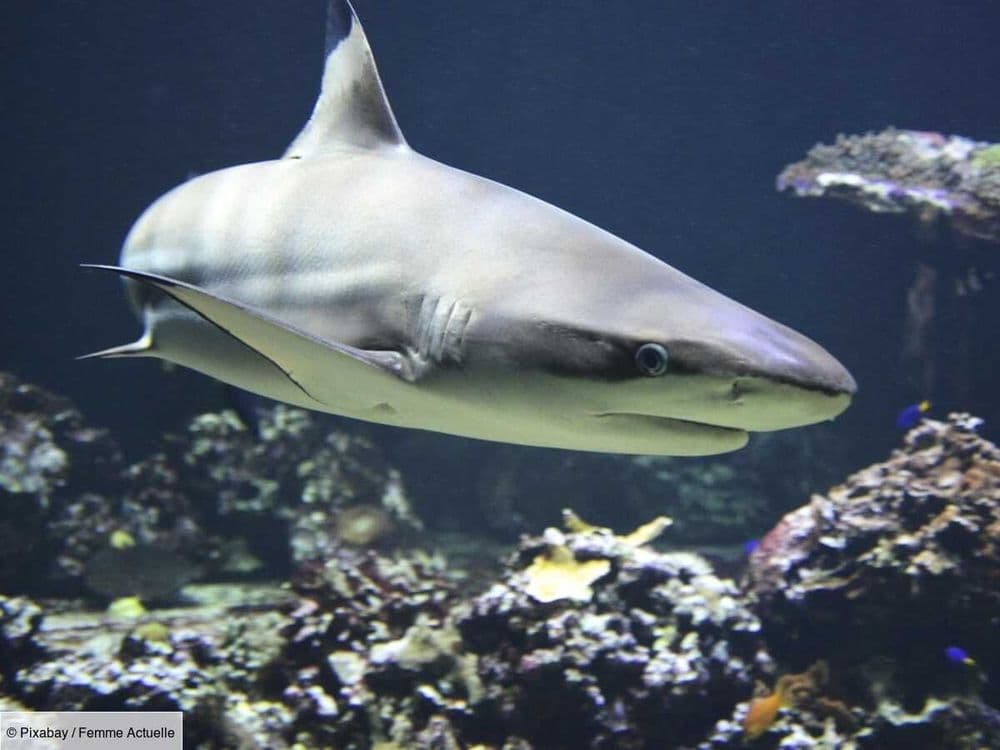 Voici pourquoi les requins attaquent les personnes… et ce n’est pas la raison que vous croyez !