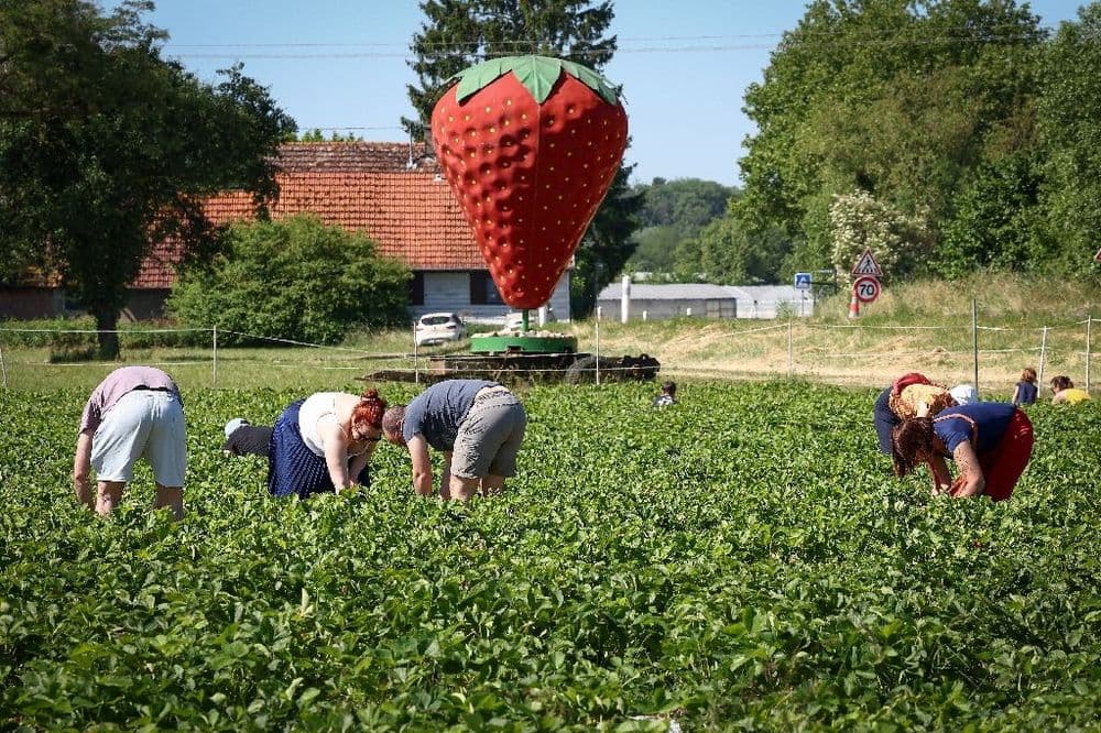 Cueillez-les vous-même: panier rempli pour producteurs et consommateurs