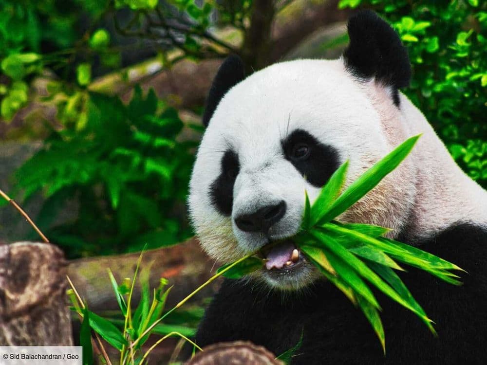Les pandas sont obsédés par les bambous qu'ils consomment, jusqu'à développer des instincts inédits