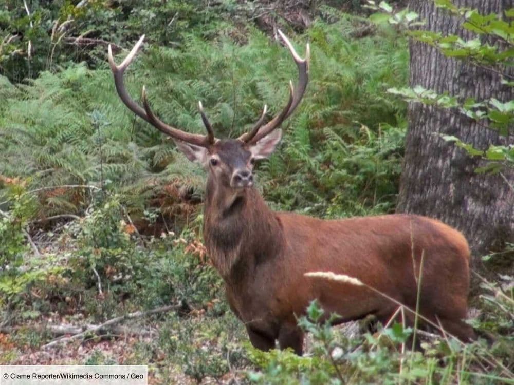 Vacances nature en France : où se fondre dans la faune