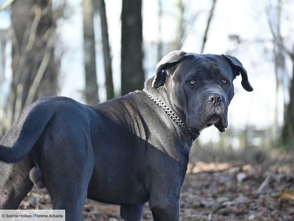 Cane corso, un chien doux et affectueux malgré sa taille impressionnante