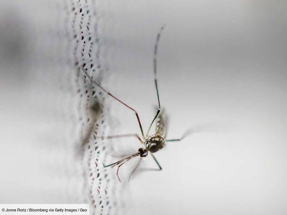 Aedes aegypti: le moustique qui détecte l'humain grâce à l'infrarouge