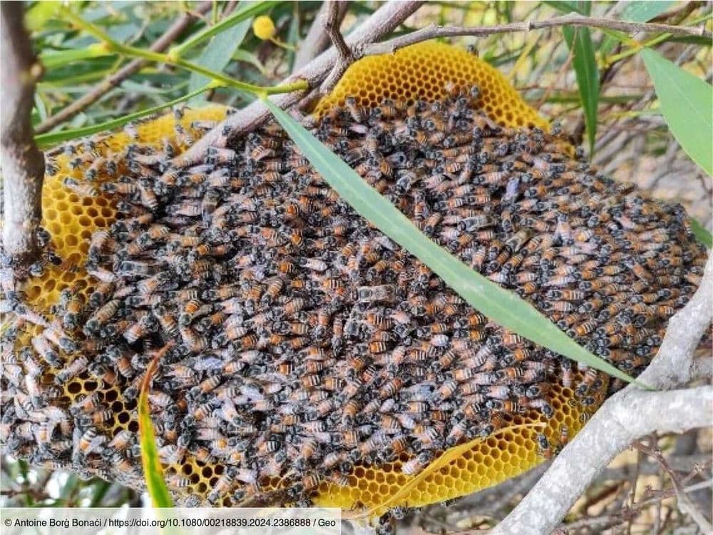 L'abeille naine est arrivée en Europe: qu'est-ce que cela signifie pour l'écosystème ?