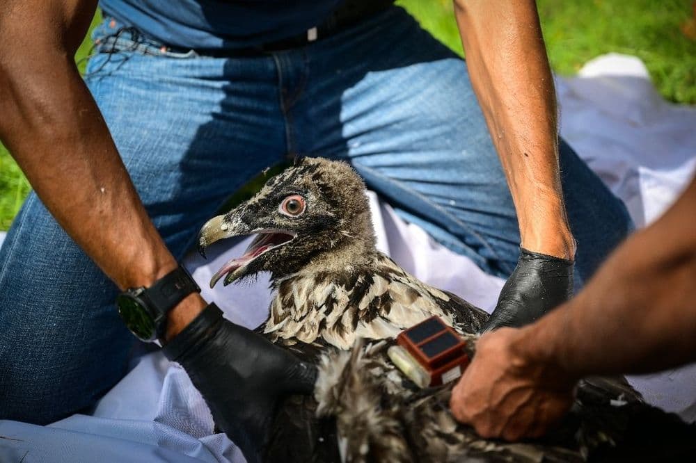 Le retour prometteur mais fragile du gypaète barbu dans le Vercors