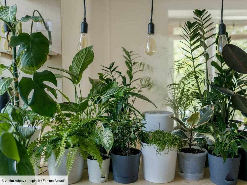 Ces 10 plantes sont idéales pour cet été, elles vont rafraîchir votre intérieur !