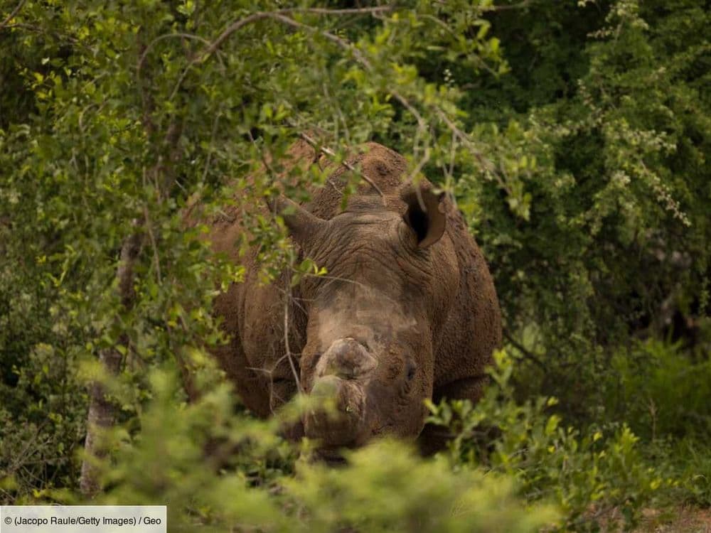 En Afrique du Sud, priver les rhinocéros de leur corne leur sauve la vie
