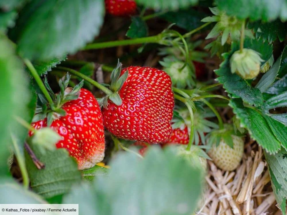 L’astuce simplissime pour empêcher vos fraises du jardin de se faire dévorer