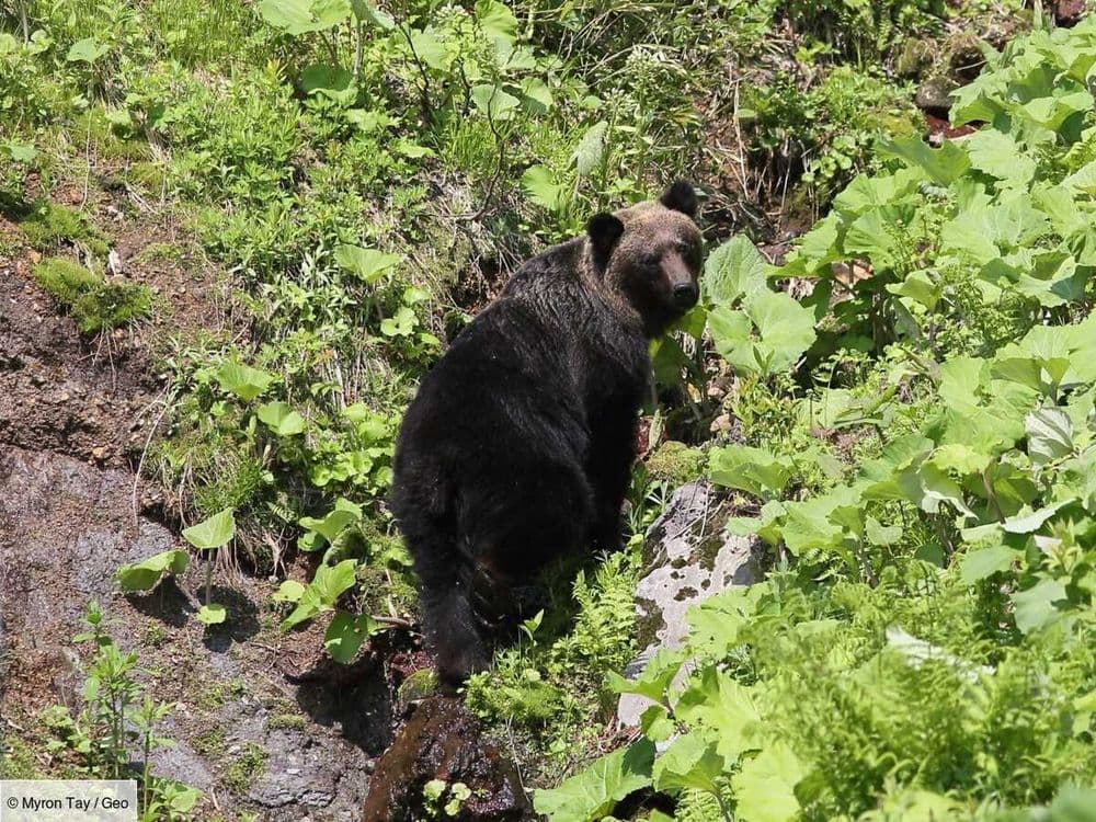 Au Japon, un ours a cloué 12 avions au sol