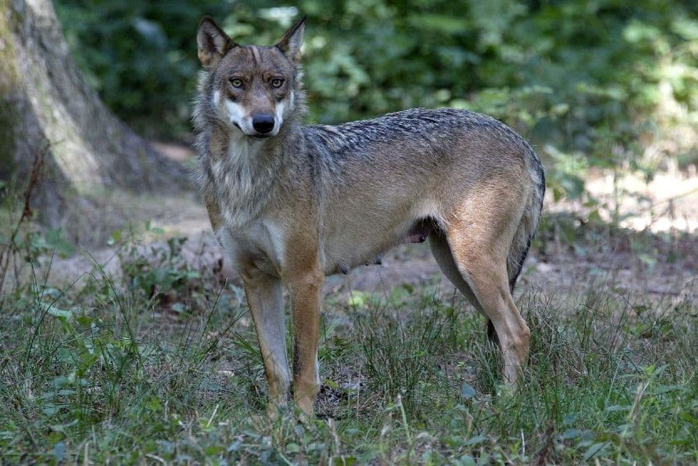 Thoiry: la joggeuse grièvement blessée par des loups porte plainte pour des manquements du zoo