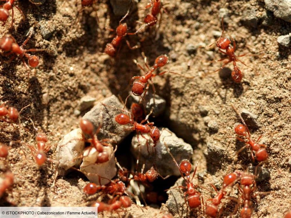 23 personnes hospitalisées suite à une dangereuse invasion de fourmis de feu