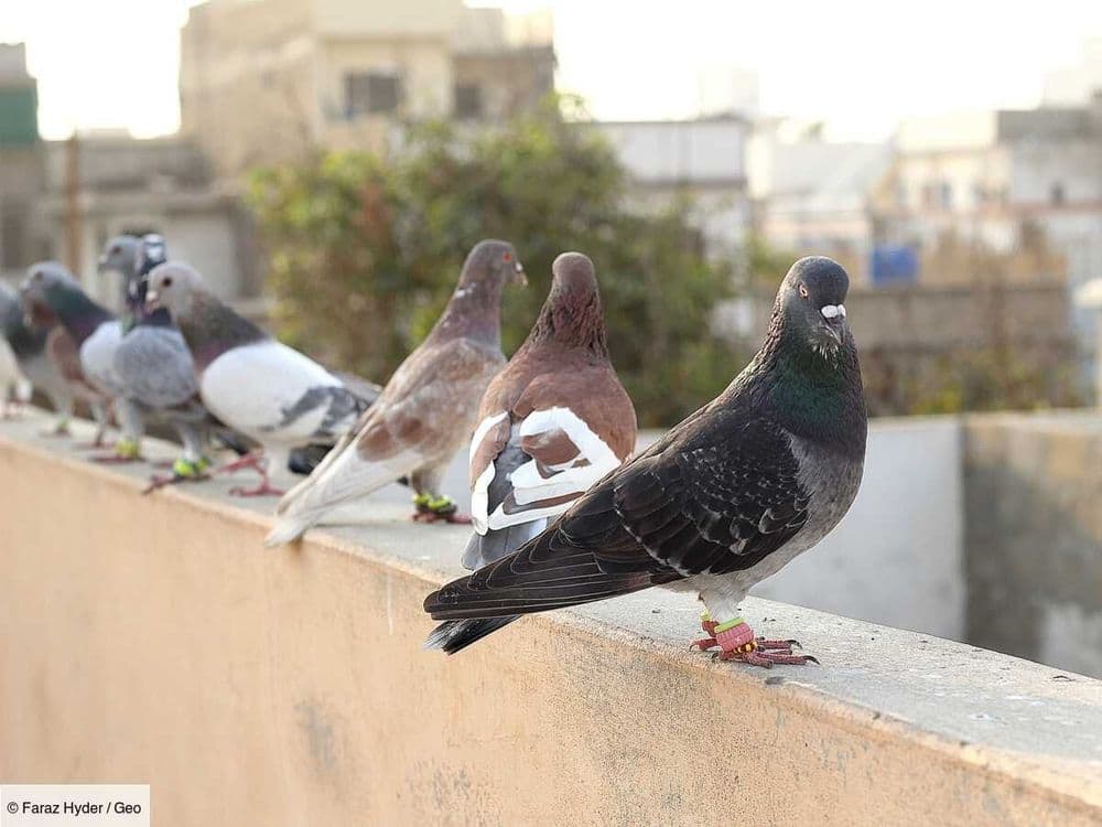 Les pigeons voyageurs: la drôle de guerre entre l'Inde et le Pakistan