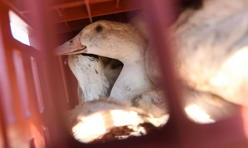 Grippe aviaire: le risque abaissé d'"élevé" à "modéré" en France
