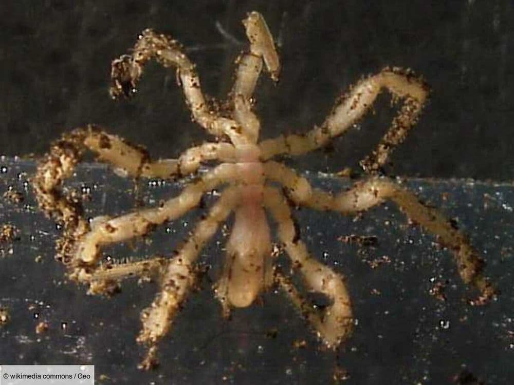 Dans les abysses, ces araignées de mer "broutent" les microbes qui poussent sur leur corps