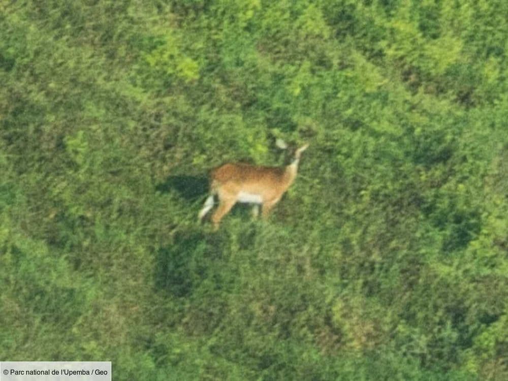 Une espèce d’antilope en grave danger d’extinction photographiée en République démocratique du Congo