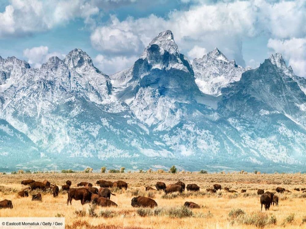 Aux États-Unis, un filtre instagram maintient les touristes à distance des animaux sauvages
