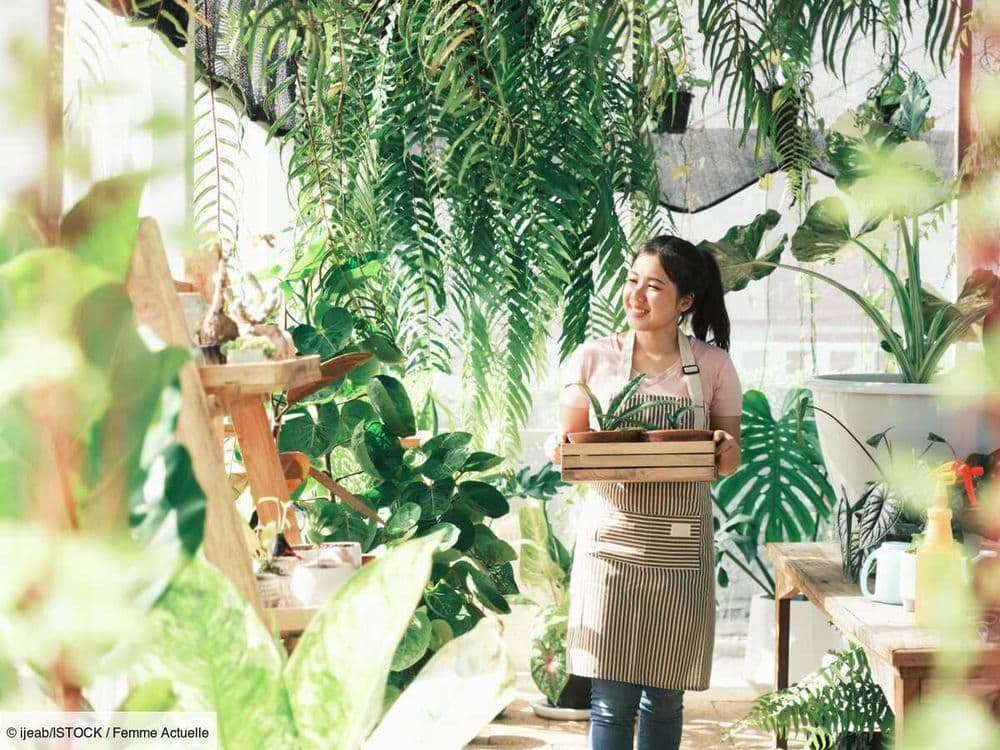20 plantes vertes qui peuvent être cultivées aussi bien à l’intérieur qu’à l’extérieur