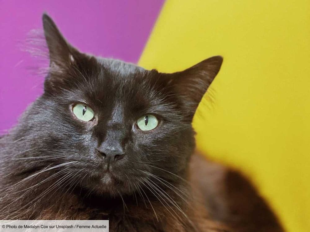 Ces 2 techniques simples et efficaces pour rafraîchir son chat en été