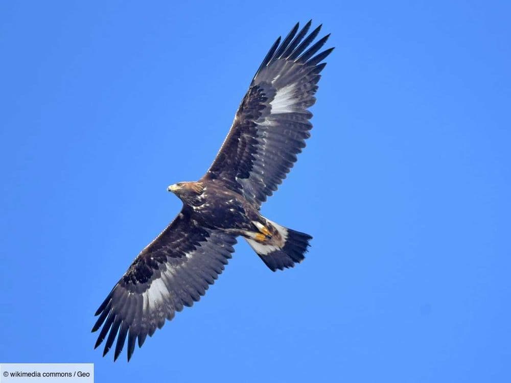 Comment un projet environnemental en Chine a fait réapparaître des milliers d'oiseaux disparus